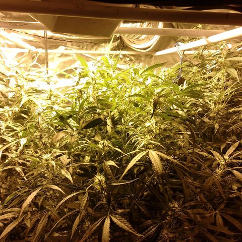 Auto #1 growlog timeline photo
