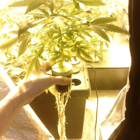 Auto #1 growlog timeline photo