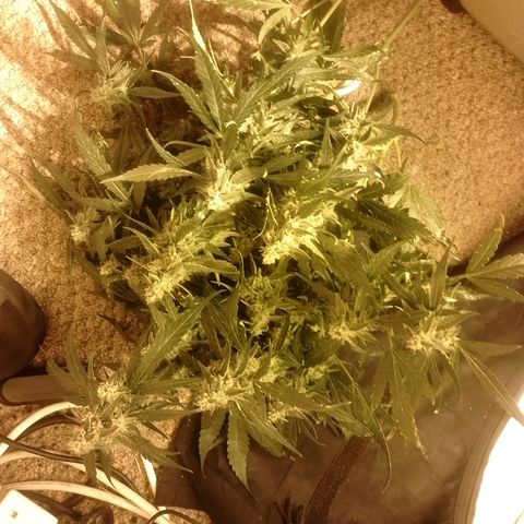 Auto #1 growlog timeline photo