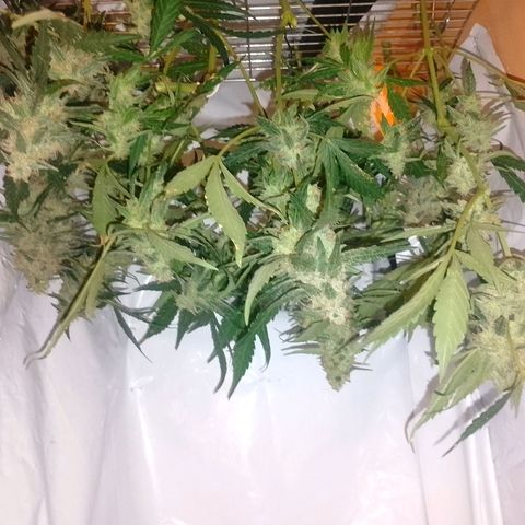 Auto #1 growlog timeline photo