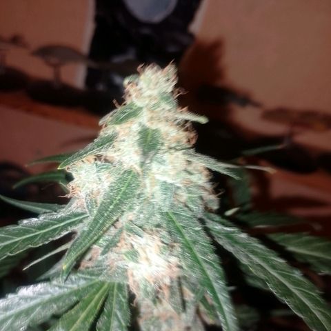 Auto #1 growlog timeline photo