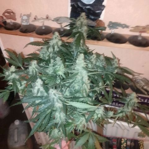 Auto #1 growlog timeline photo