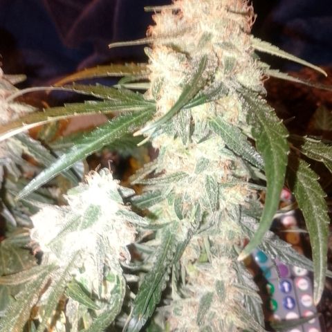 Auto #1 growlog timeline photo