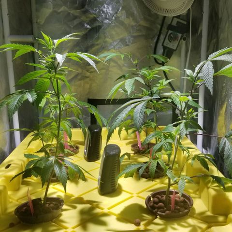 Banana OG and Tri-Fi Cookies growlog photo: Too much nutrients, water turned off 