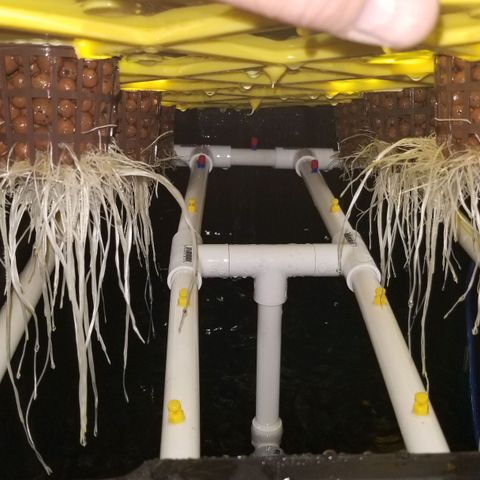 Banana OG and Tri-Fi Cookies growlog timeline photo