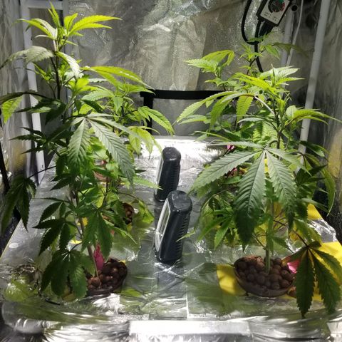 Banana OG and Tri-Fi Cookies growlog timeline photo