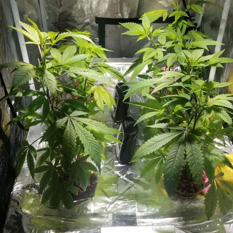 Banana OG and Tri-Fi Cookies growlog timeline photo