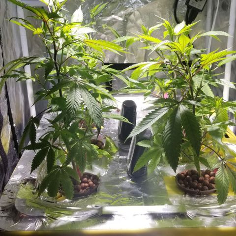 Banana OG and Tri-Fi Cookies growlog timeline photo