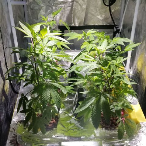 Banana OG and Tri-Fi Cookies growlog timeline photo