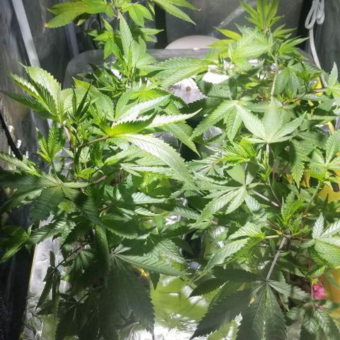 Banana OG and Tri-Fi Cookies growlog timeline photo