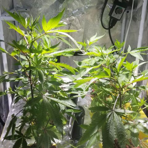 Banana OG and Tri-Fi Cookies growlog timeline photo