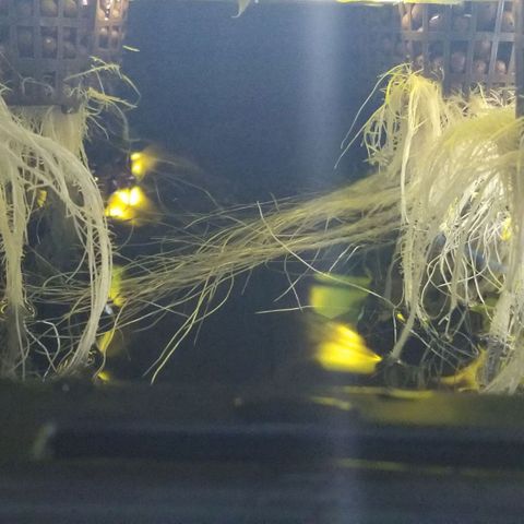 Banana OG and Tri-Fi Cookies growlog timeline photo