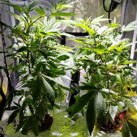 Banana OG and Tri-Fi Cookies growlog timeline photo