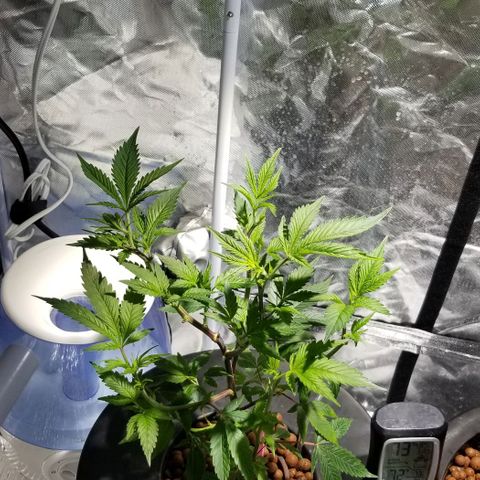 Banana OG and Tri-Fi Cookies growlog timeline photo