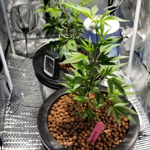 Banana OG and Tri-Fi Cookies growlog timeline photo