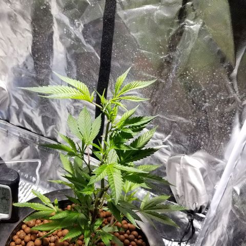 Banana OG and Tri-Fi Cookies growlog timeline photo