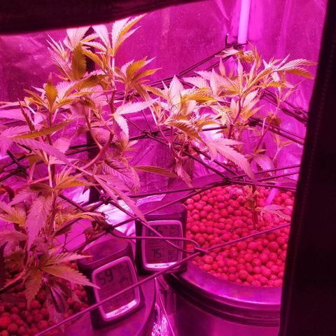 Banana OG and Tri-Fi Cookies growlog timeline photo