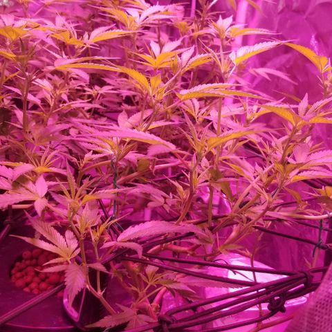 Banana OG and Tri-Fi Cookies growlog timeline photo