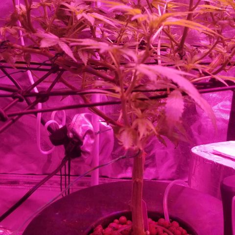 Banana OG and Tri-Fi Cookies growlog timeline photo