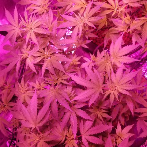 Banana OG and Tri-Fi Cookies growlog timeline photo
