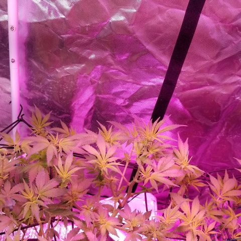 Banana OG and Tri-Fi Cookies growlog timeline photo