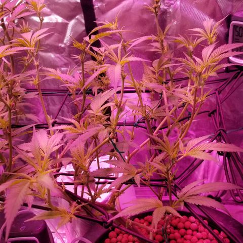 Banana OG and Tri-Fi Cookies growlog timeline photo