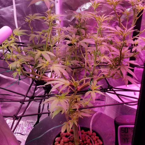 Banana OG and Tri-Fi Cookies growlog timeline photo
