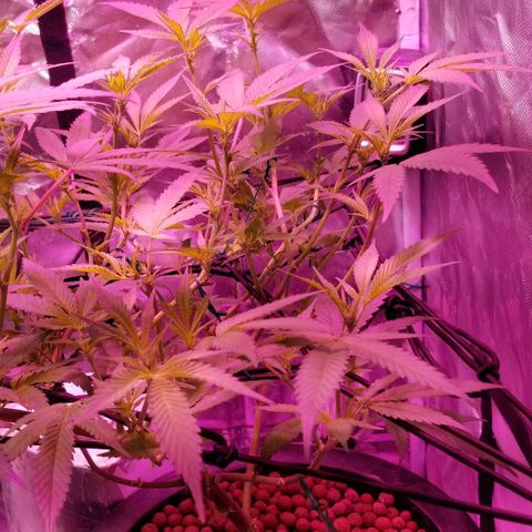 Banana OG and Tri-Fi Cookies growlog timeline photo