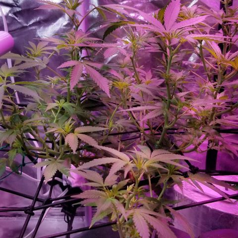 Banana OG and Tri-Fi Cookies growlog timeline photo