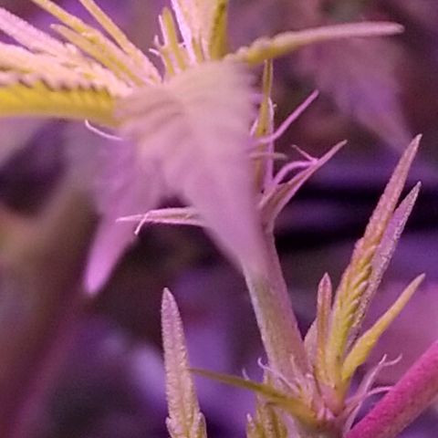 Banana OG and Tri-Fi Cookies growlog timeline photo