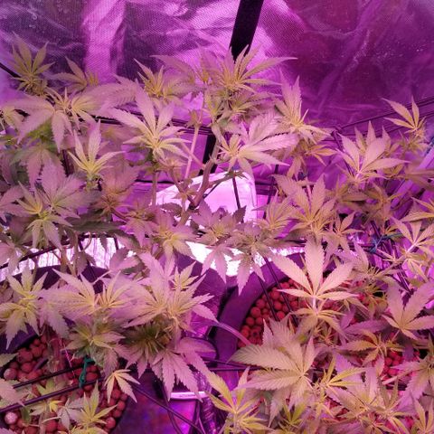 Banana OG and Tri-Fi Cookies growlog timeline photo