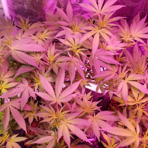 Banana OG and Tri-Fi Cookies growlog timeline photo