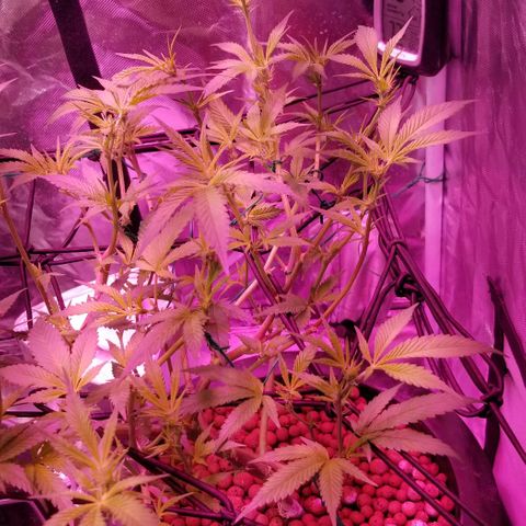 Banana OG and Tri-Fi Cookies growlog timeline photo