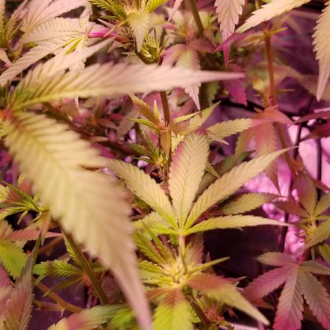 Banana OG and Tri-Fi Cookies growlog timeline photo