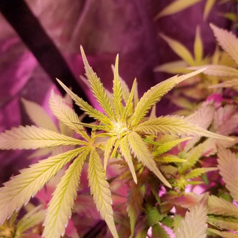 Banana OG and Tri-Fi Cookies growlog timeline photo