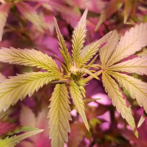 Banana OG and Tri-Fi Cookies growlog timeline photo
