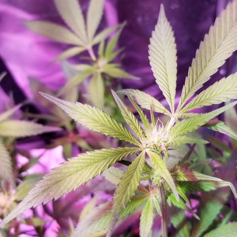 Banana OG and Tri-Fi Cookies growlog timeline photo