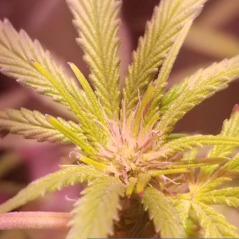 Banana OG and Tri-Fi Cookies growlog timeline photo