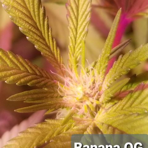 Banana OG and Tri-Fi Cookies growlog timeline photo