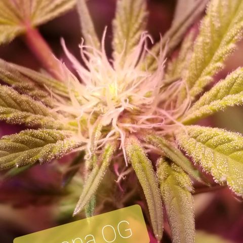 Banana OG and Tri-Fi Cookies growlog timeline photo