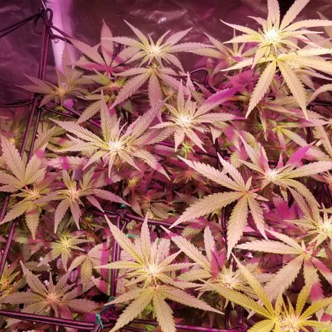 Banana OG and Tri-Fi Cookies growlog timeline photo