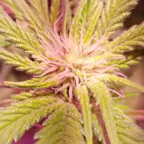 Banana OG and Tri-Fi Cookies growlog timeline photo