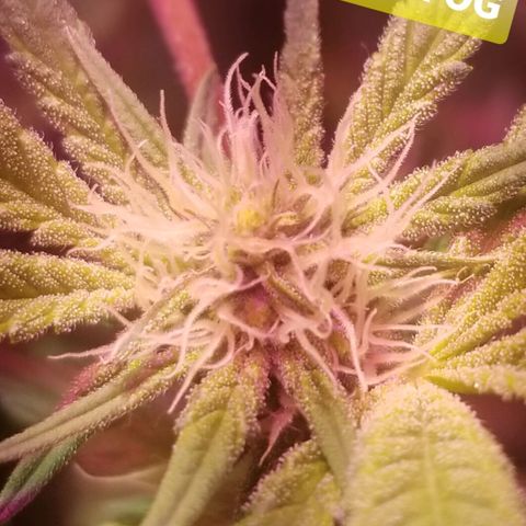 Banana OG and Tri-Fi Cookies growlog timeline photo