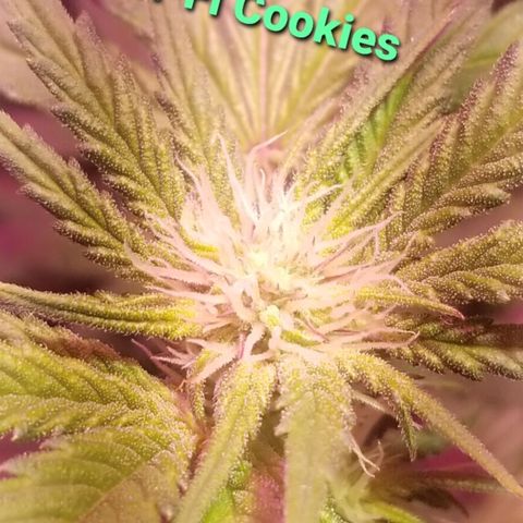 Banana OG and Tri-Fi Cookies growlog timeline photo