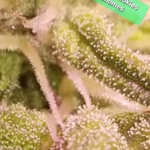Banana OG and Tri-Fi Cookies growlog timeline photo