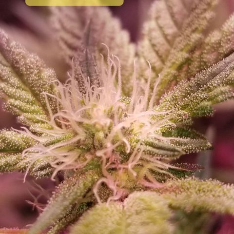 Banana OG and Tri-Fi Cookies growlog timeline photo