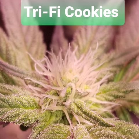 Banana OG and Tri-Fi Cookies growlog timeline photo