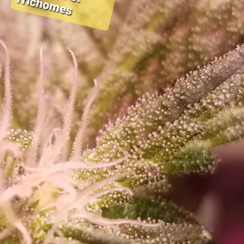Banana OG and Tri-Fi Cookies growlog timeline photo
