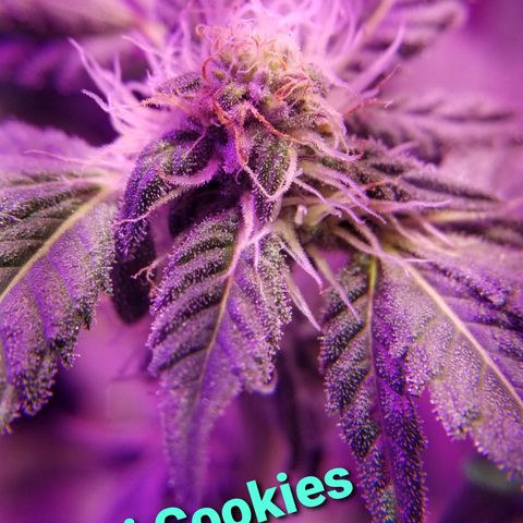 Banana OG and Tri-Fi Cookies growlog timeline photo