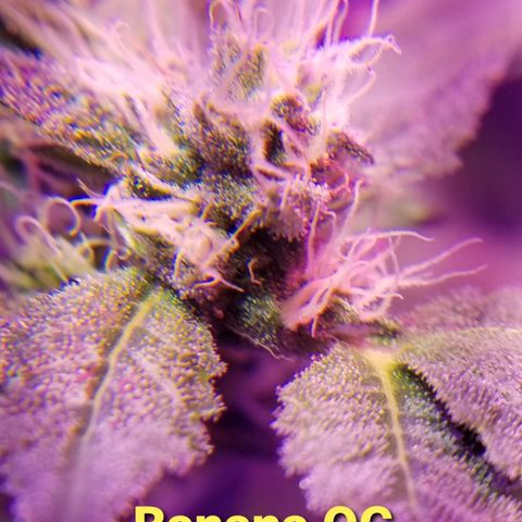 Banana OG and Tri-Fi Cookies growlog timeline photo